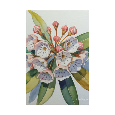 Mountain Laurel Watercolor Art Print Botanical Design