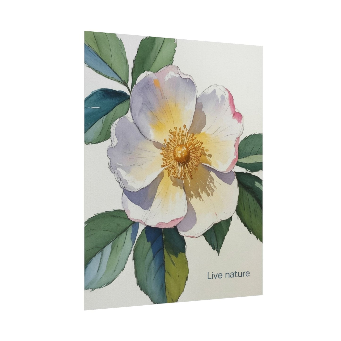 Cherokee Rose Watercolor Art Print 'Live Nature