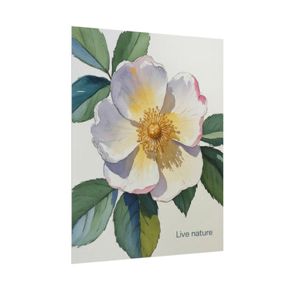 Cherokee Rose Watercolor Art Print 'Live Nature