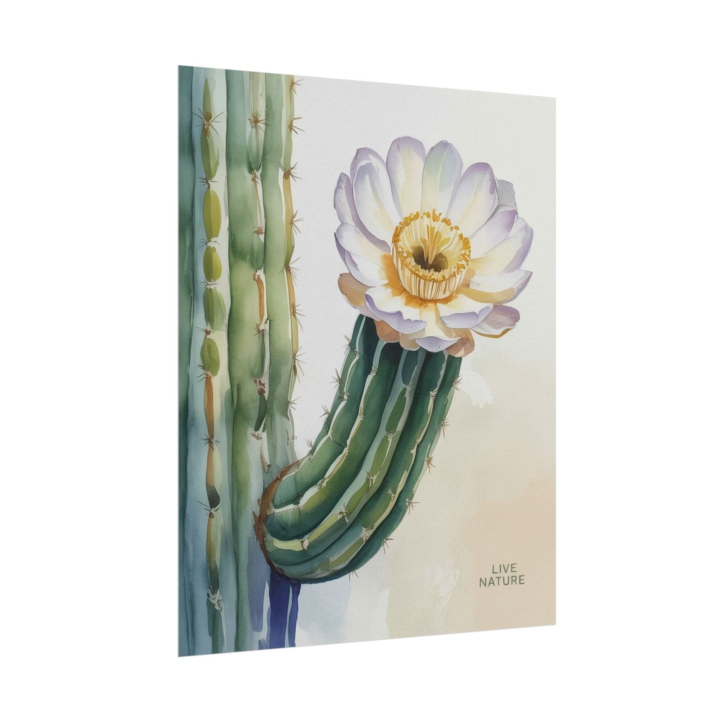 Saguaro Cactus Bloom Watercolor Art Print 'Live Nature
