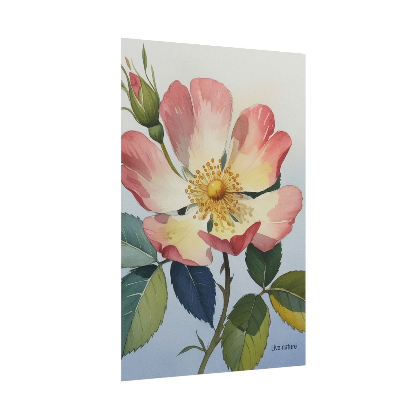 Wild Prairie Rose Watercolor Art Print