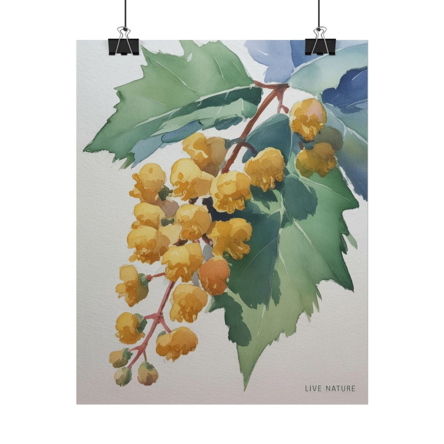Oregon Grape State Flower Watercolor Art Print