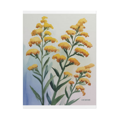 Goldenrod Watercolor Botanical Art Print 'Live Nature