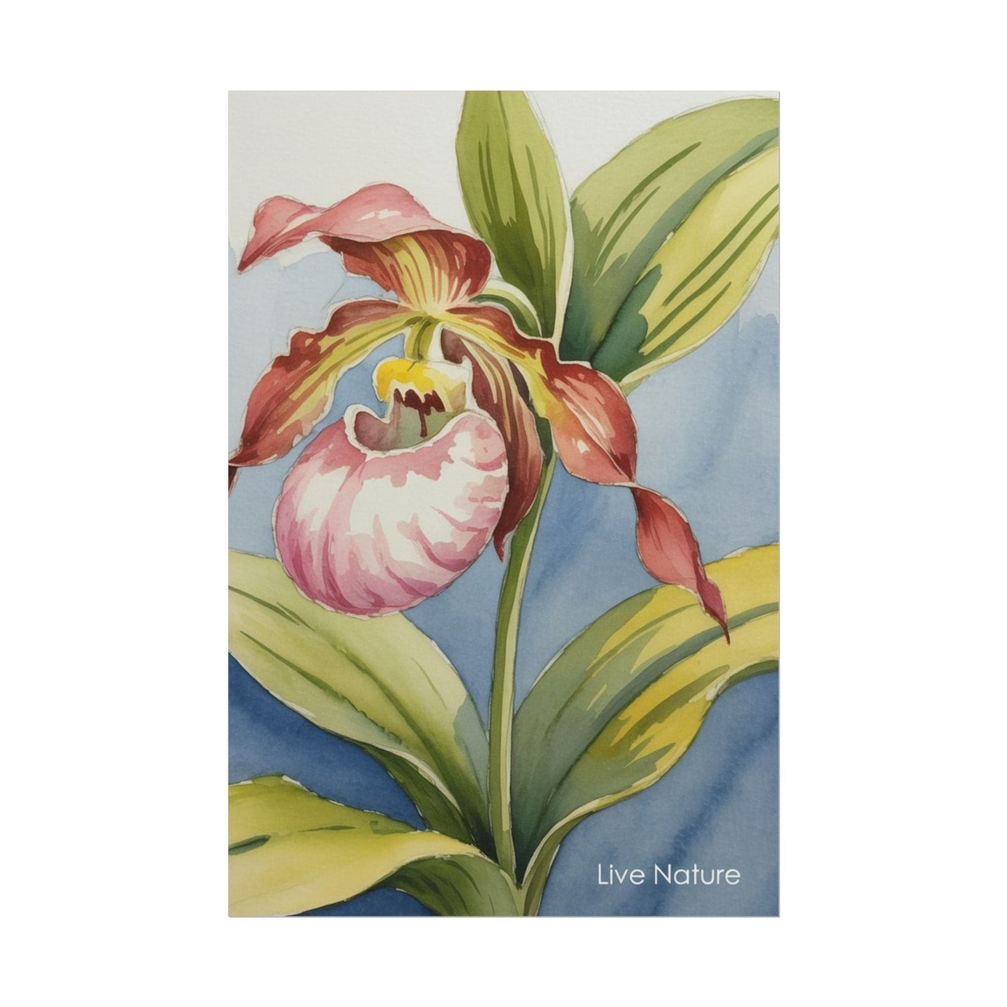 Pink Lady Slipper Orchid Watercolor Print Minnesota