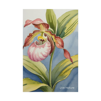 Pink Lady Slipper Orchid Watercolor Print Minnesota