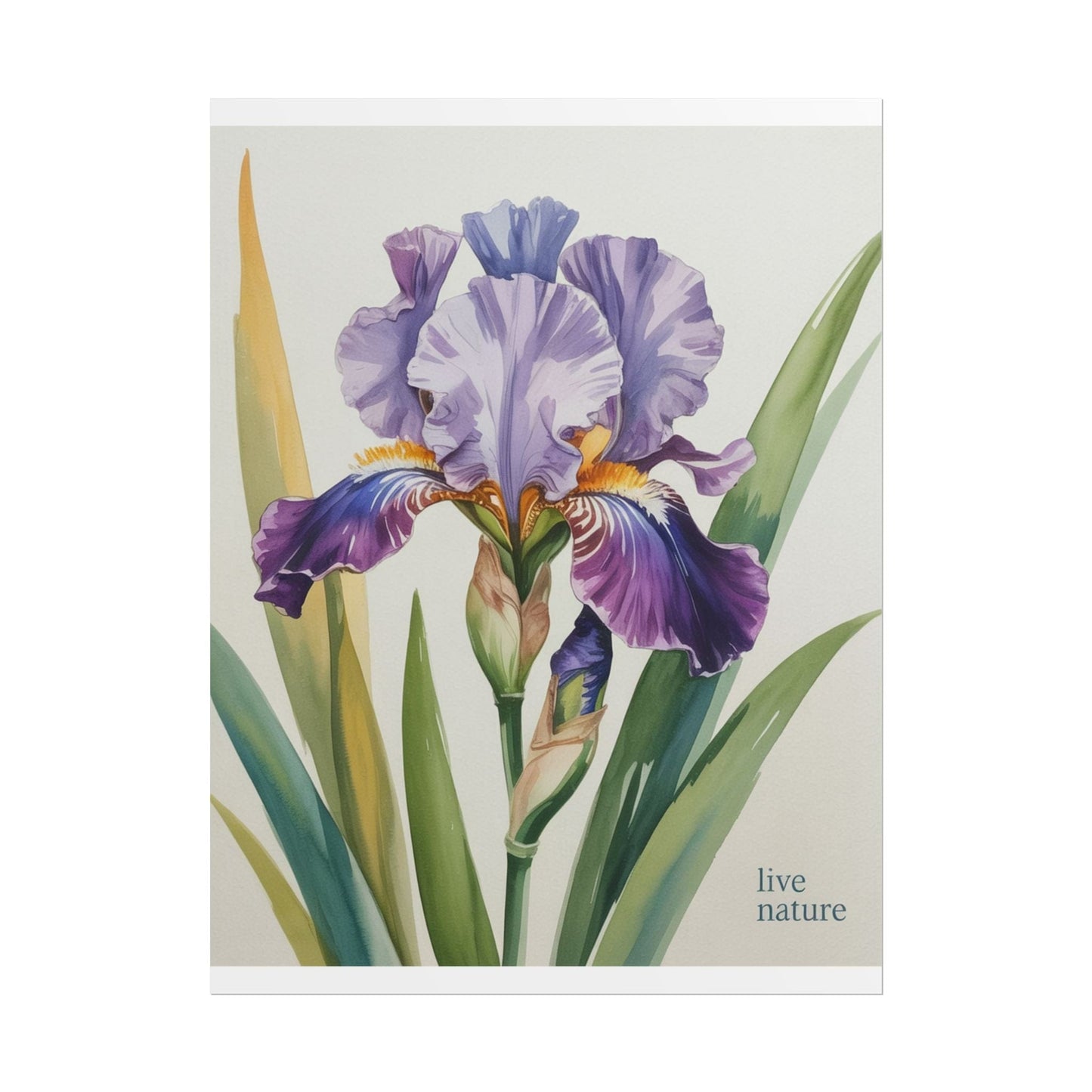 Iris Flower Watercolor Art Print with 'Live Nature