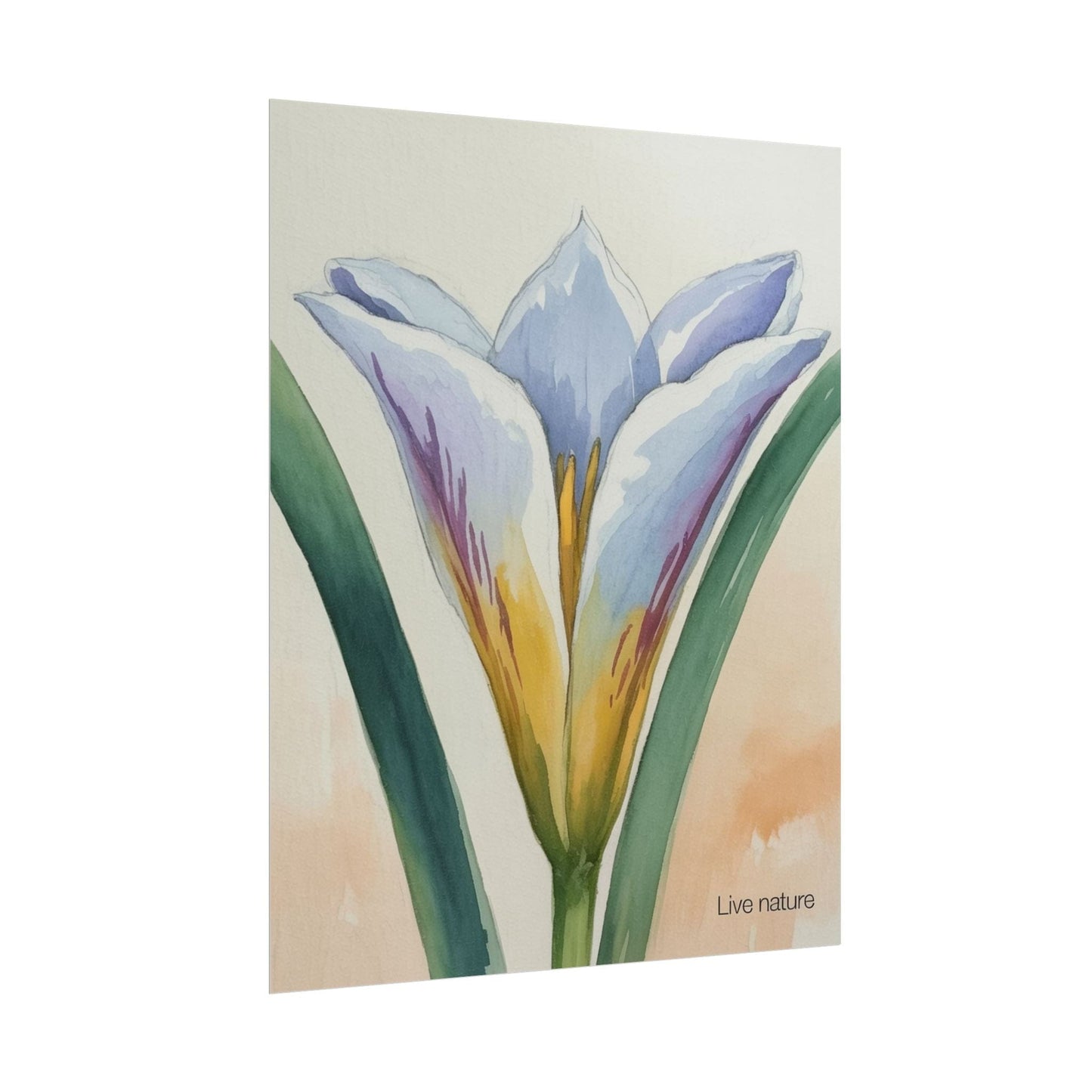 Sego Lily Watercolor Print Utah State Flower Art