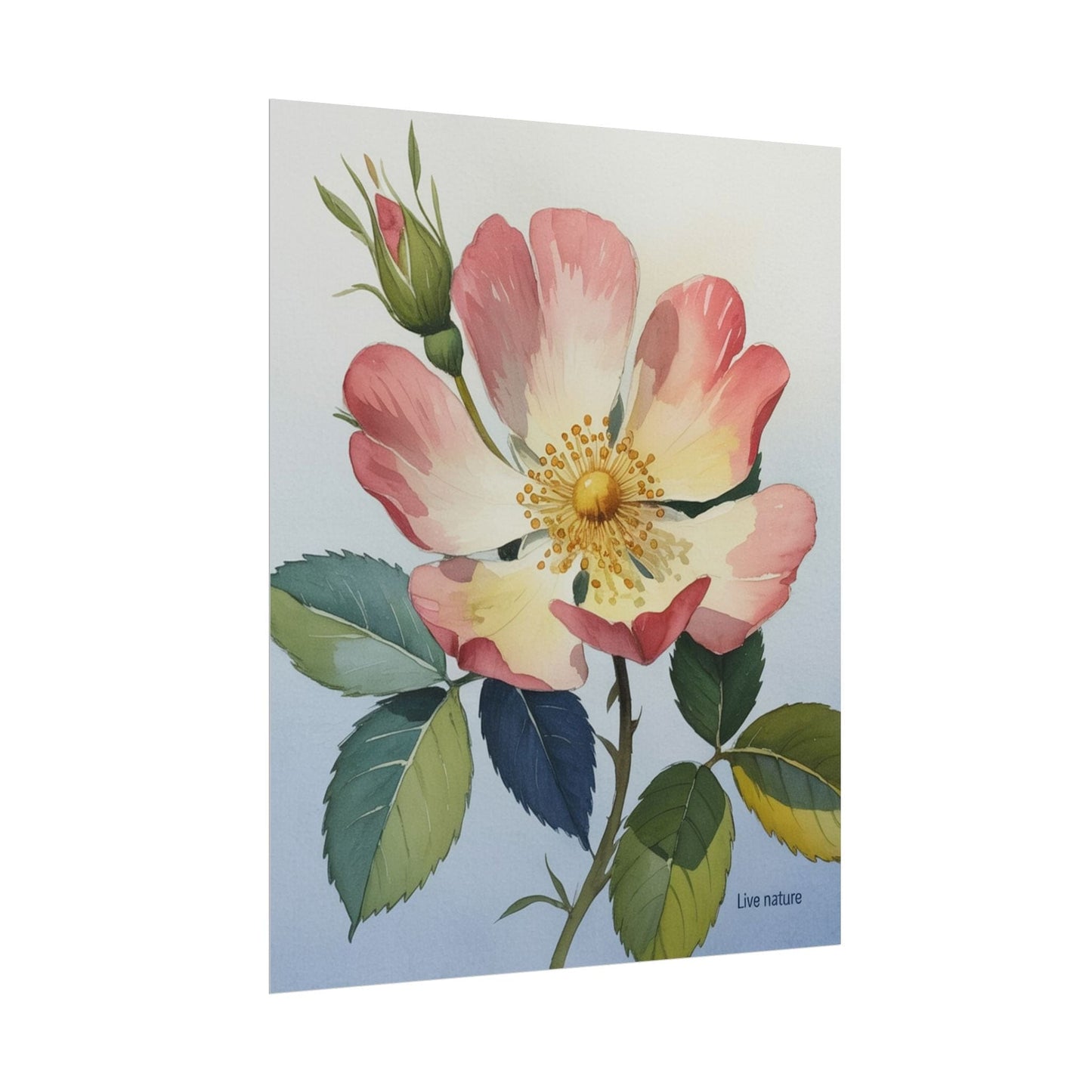 Wild Prairie Rose Watercolor Art Print