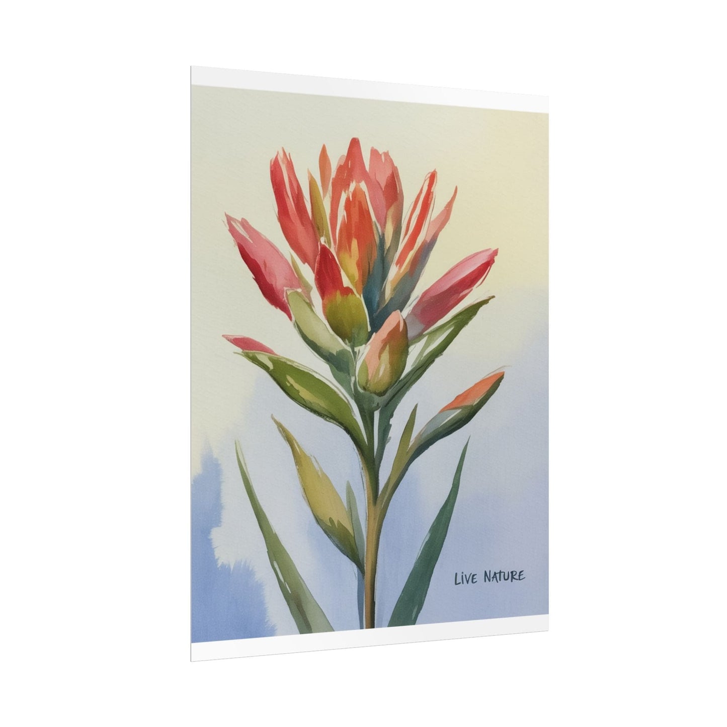 Indian Paintbrush Watercolor Art Print 'Live Nature