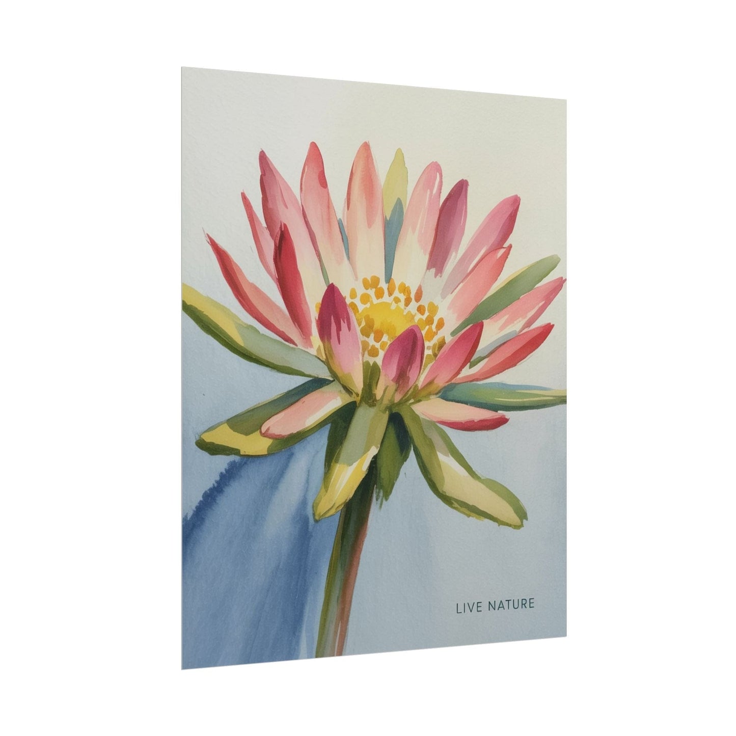 Bitterroot Flower Watercolor Print 'Live Nature