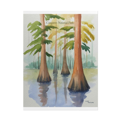 Congaree National Park Cypress Watercolor Poster