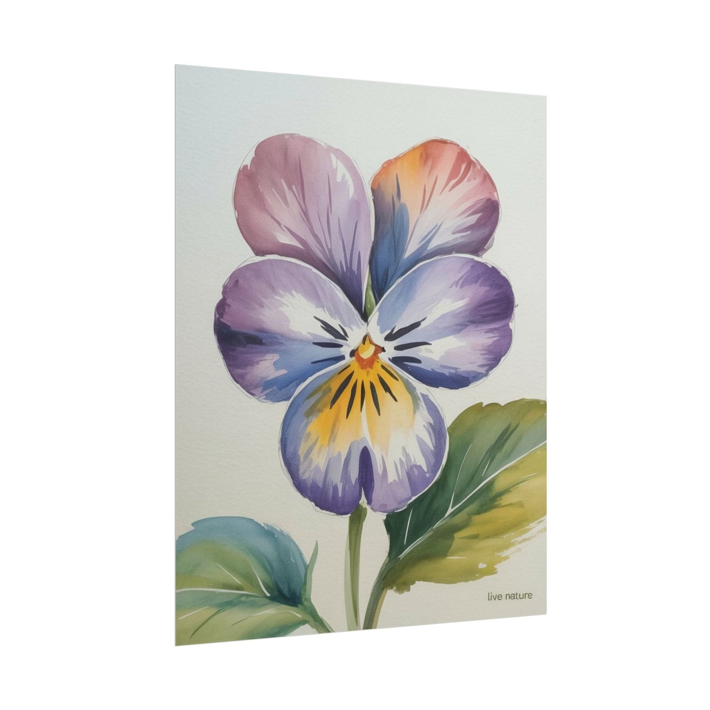 Violet Pansy Watercolor Art Print - Live Nature Design