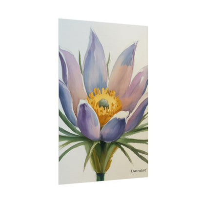Pasque Flower Watercolor Art Print 'Live Nature