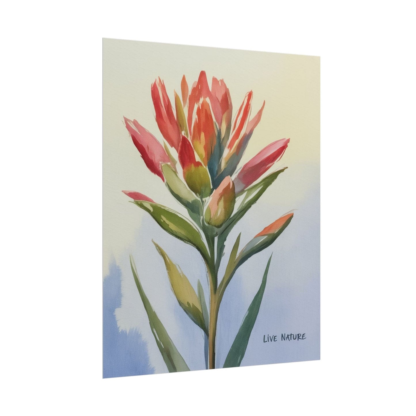 Indian Paintbrush Watercolor Art Print 'Live Nature