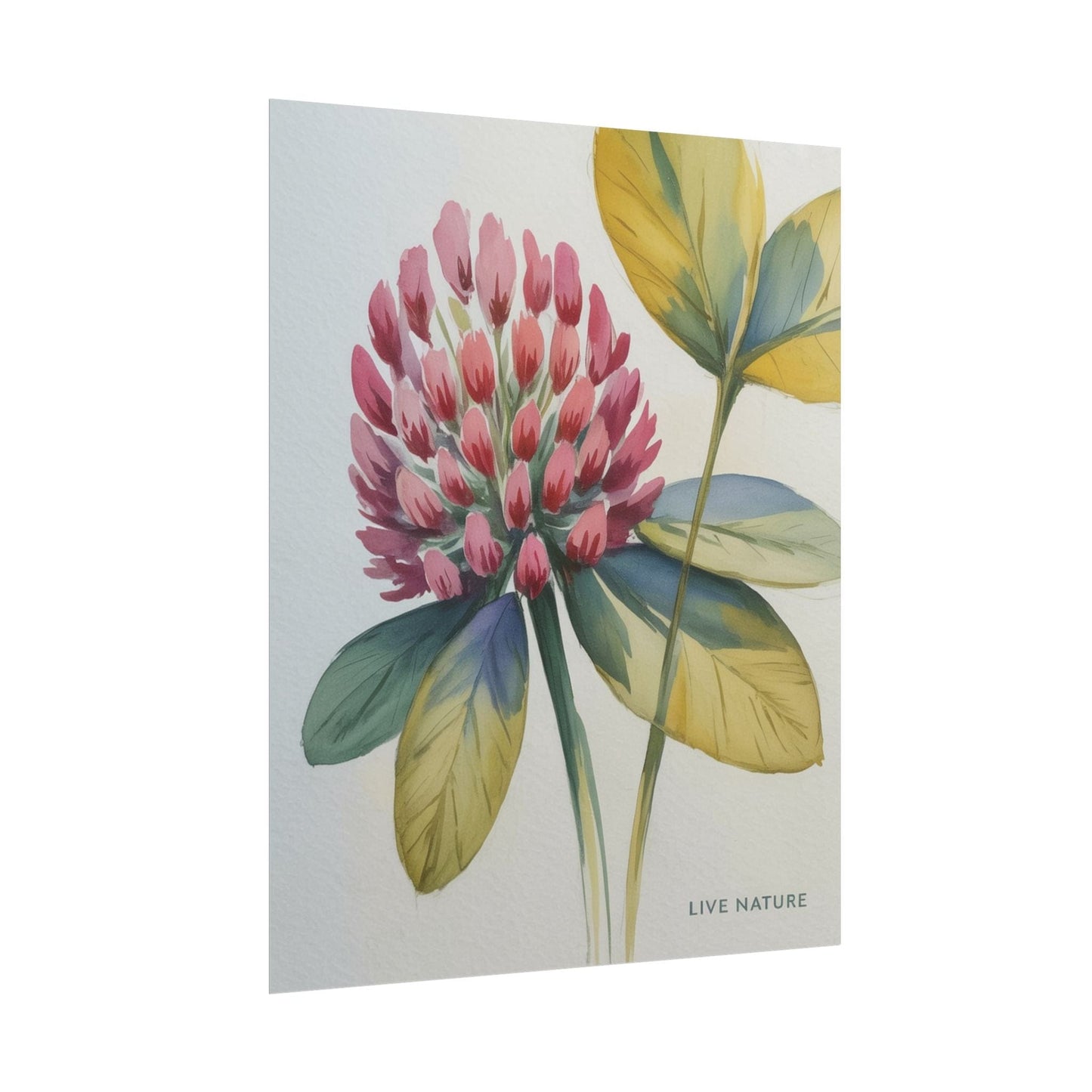 Red Clover Botanical Art Print 'Live Nature' Design