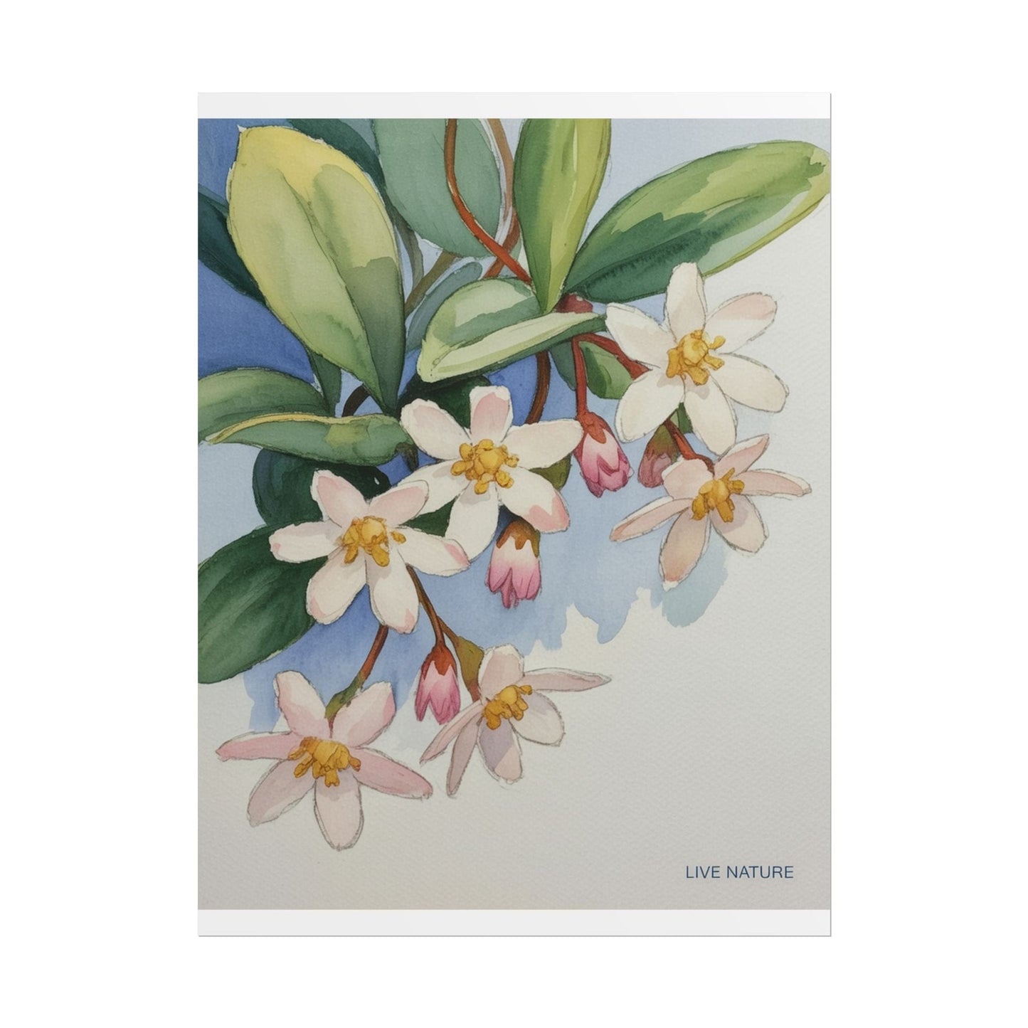 Mayflower Botanical Watercolor Art Print 'Live Nature