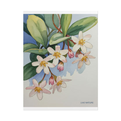 Mayflower Botanical Watercolor Art Print 'Live Nature