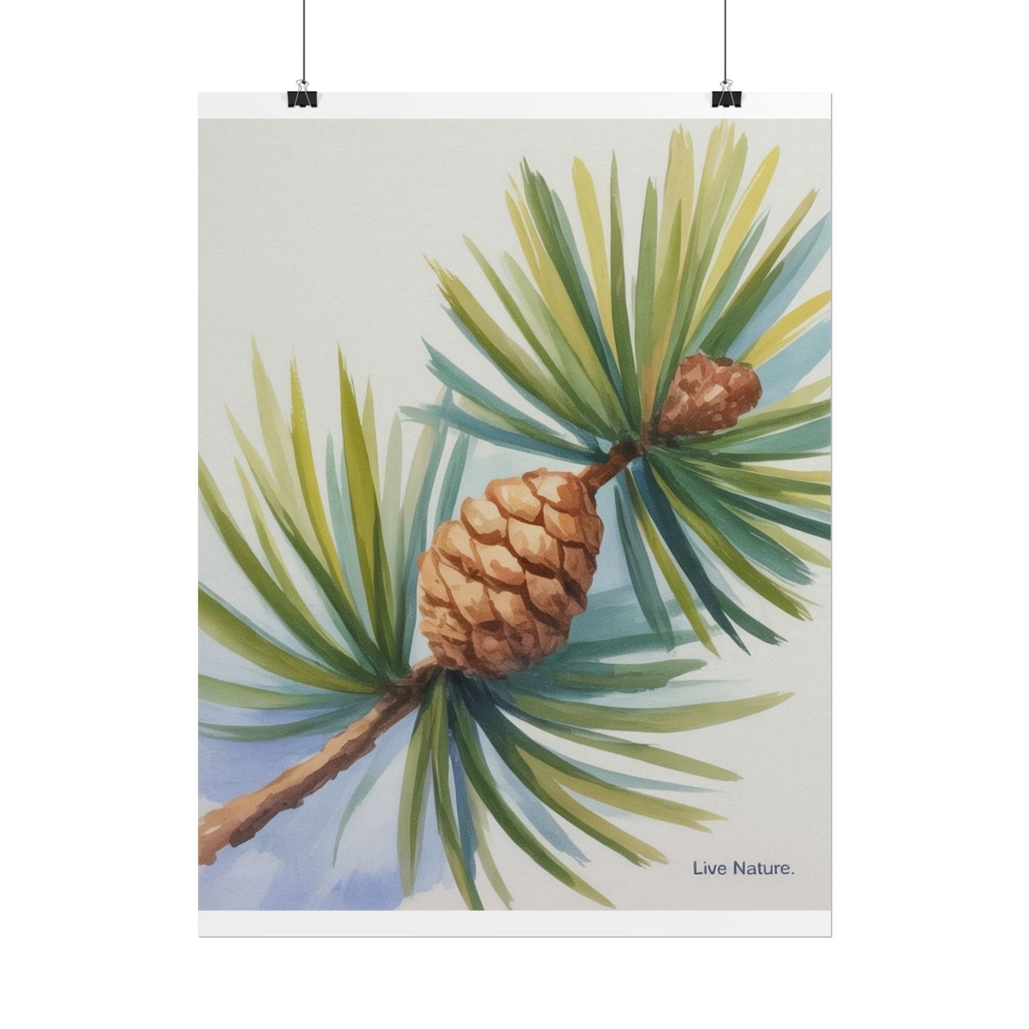 Maine Pine Cone Watercolor Print - Live Nature Art