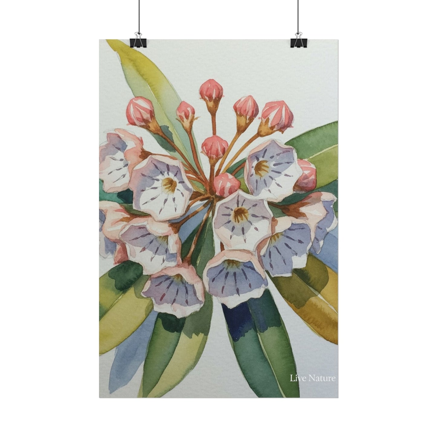 Mountain Laurel Watercolor Art Print Botanical Design