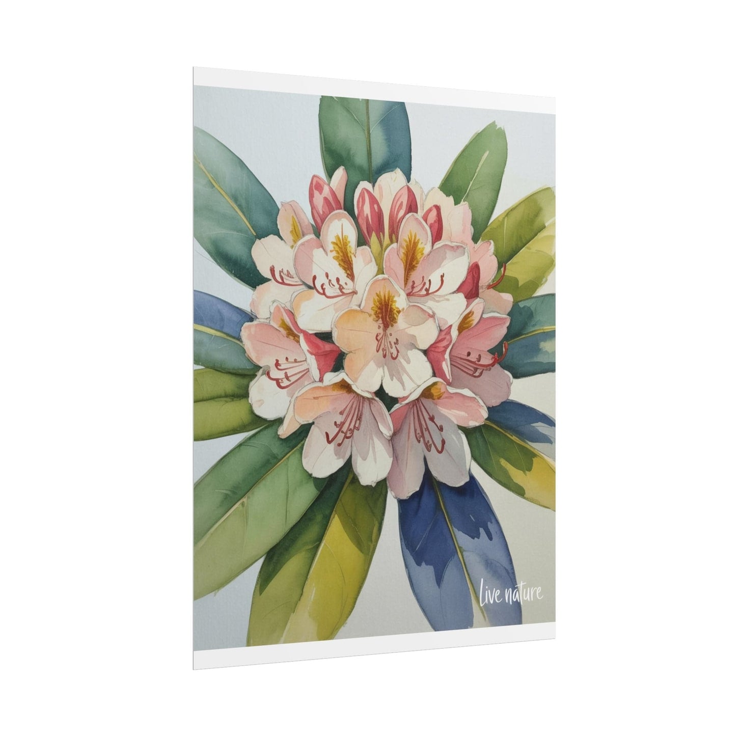 Rhododendron Blossom Watercolor Print 'Live Nature