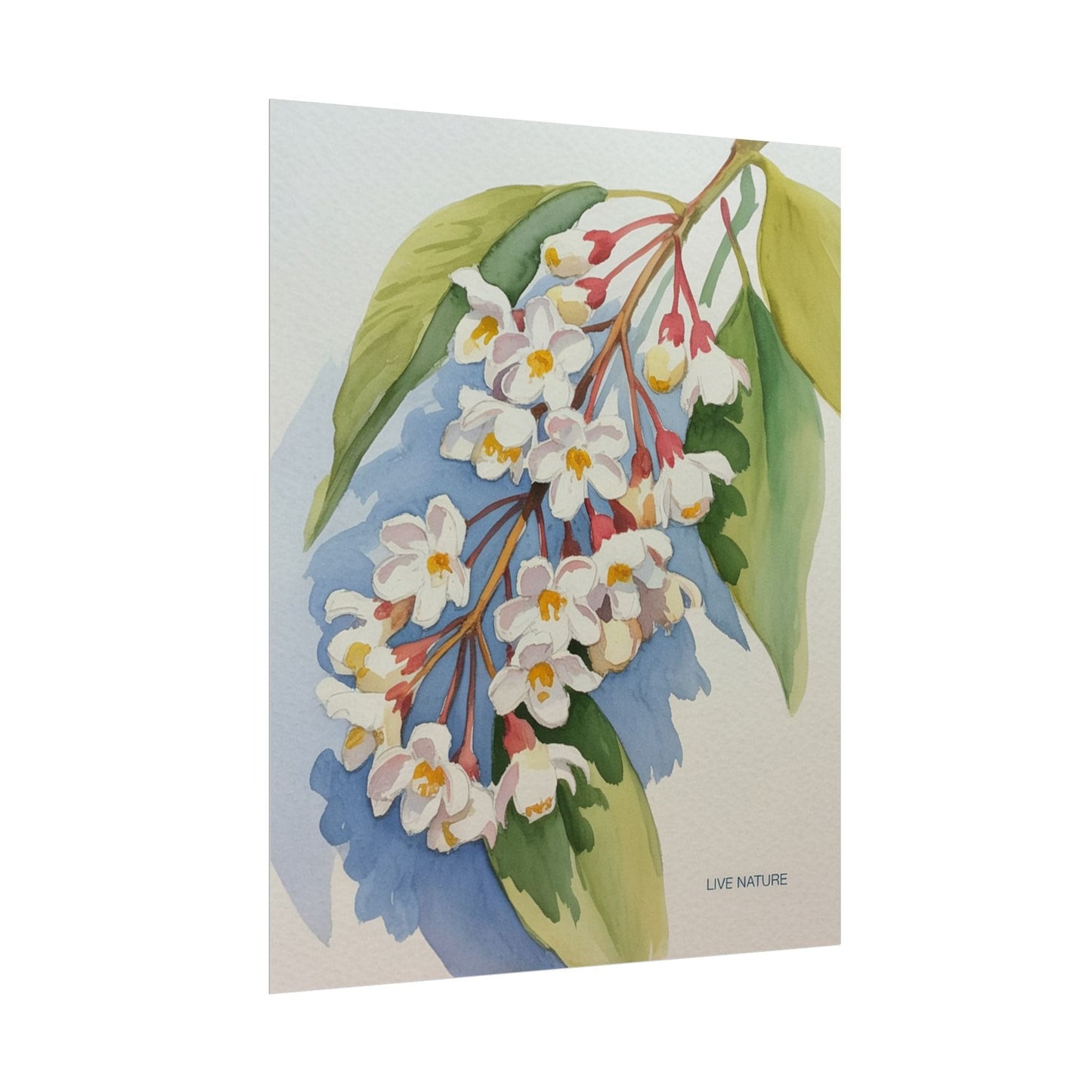 Idaho Syringa Blossom Watercolor Art Print Poster