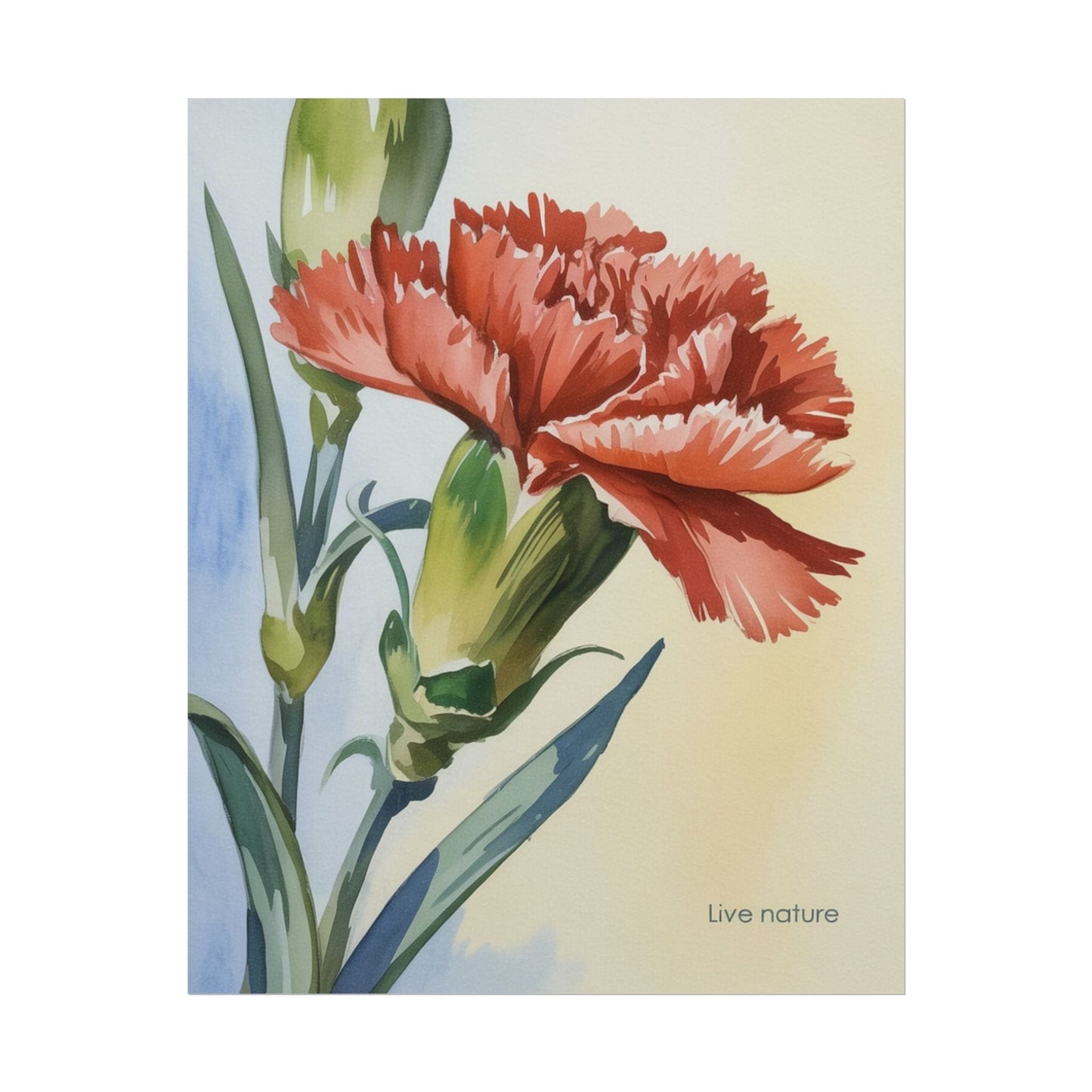Scarlet Carnation Watercolor Art Print 'Live Nature