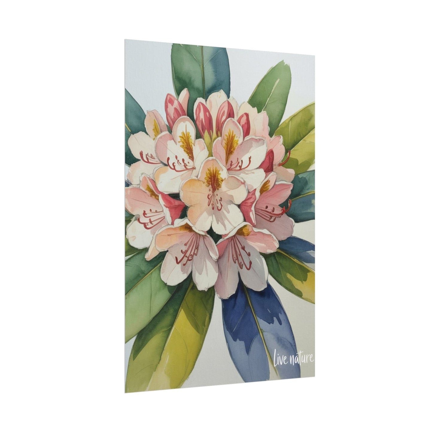 Rhododendron Blossom Watercolor Print 'Live Nature