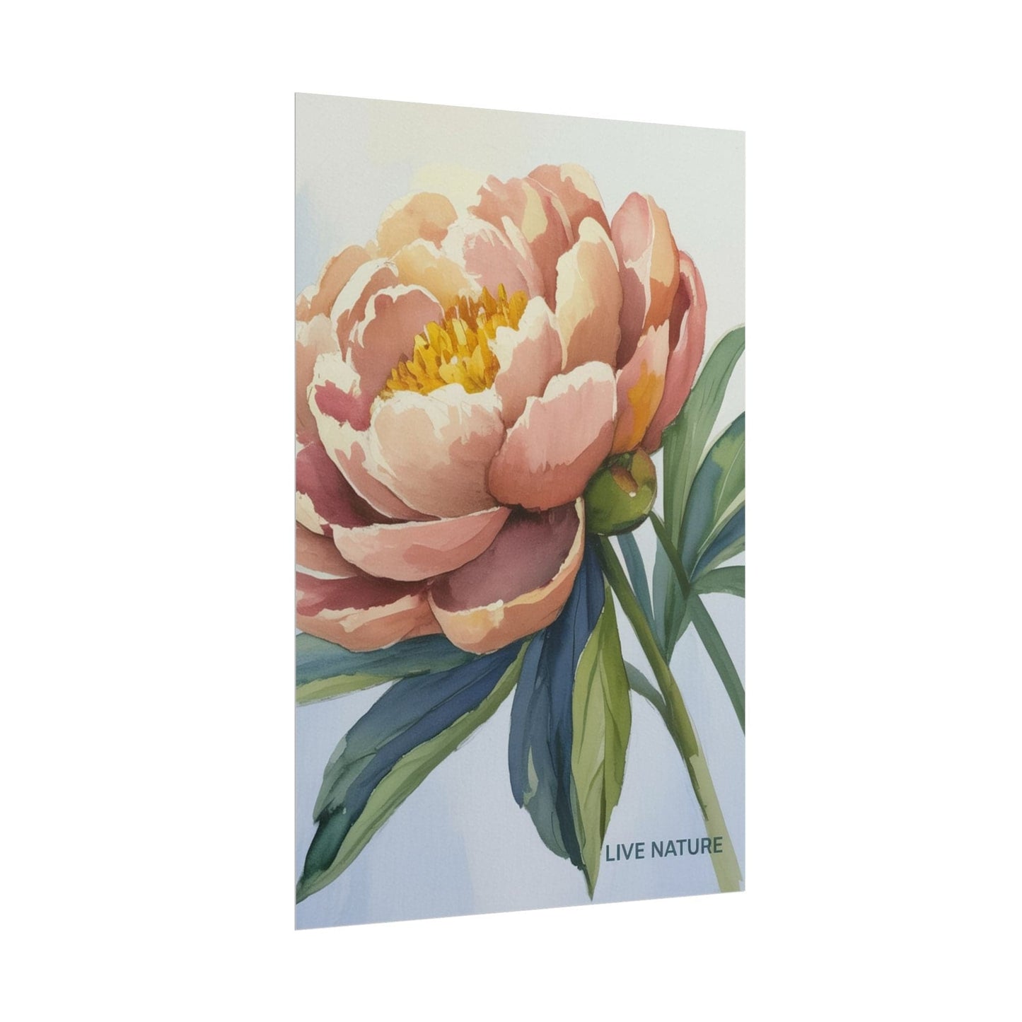 Peony Bloom Watercolor Poster Live Nature Art Print