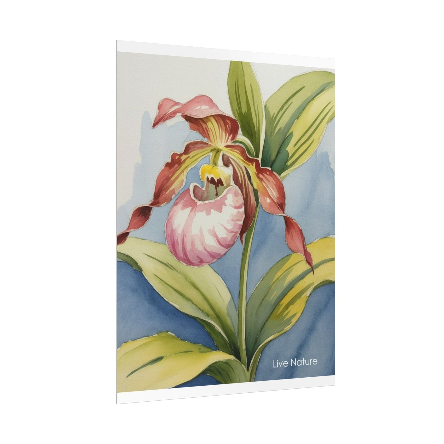 Pink Lady Slipper Orchid Watercolor Print Minnesota
