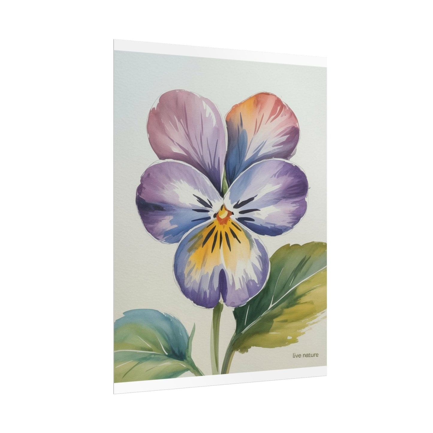 Violet Pansy Watercolor Art Print - Live Nature Design