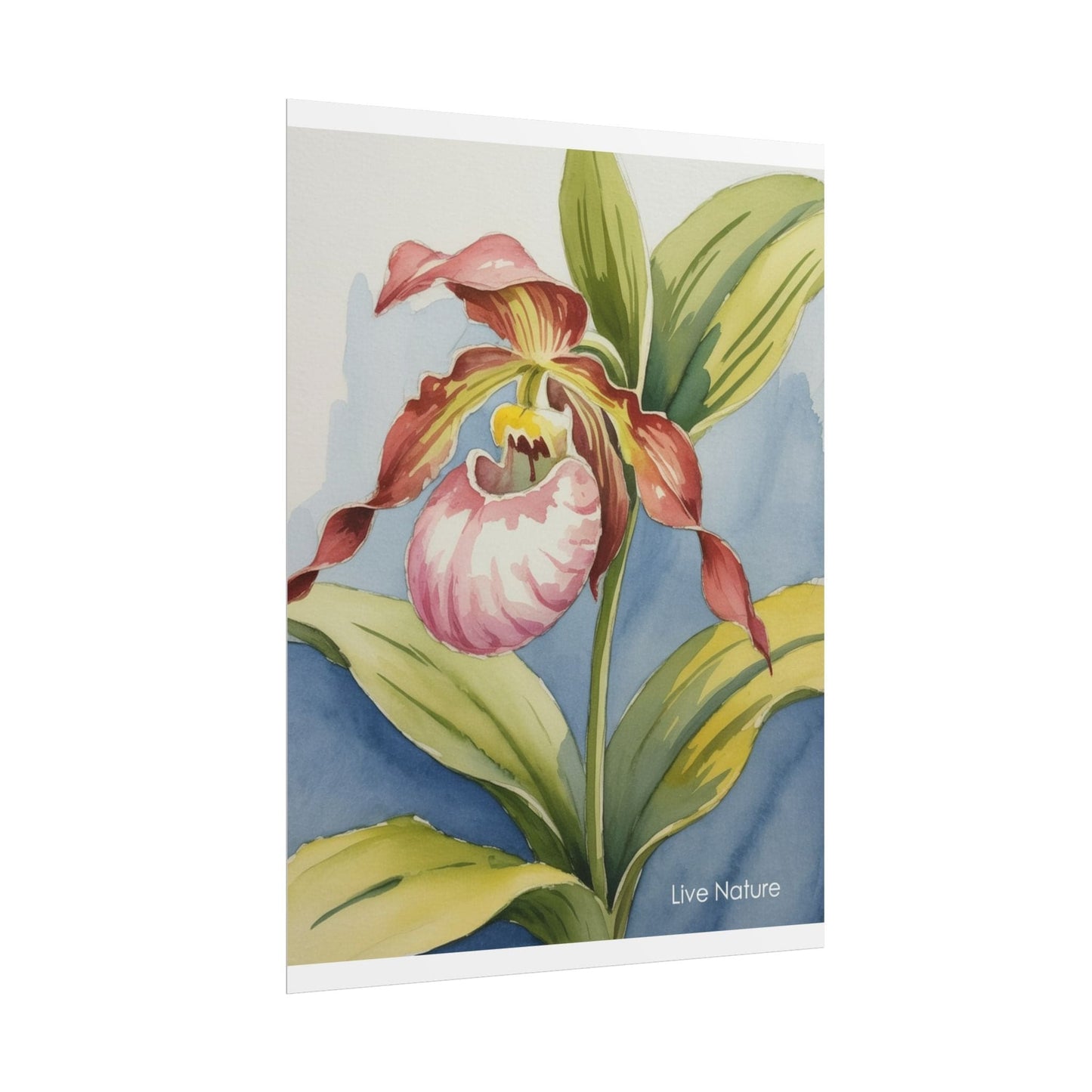 Pink Lady Slipper Orchid Watercolor Print Minnesota