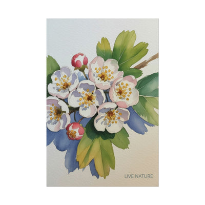 Hawthorn and Dogwood Blossoms Art Print – Live Nature