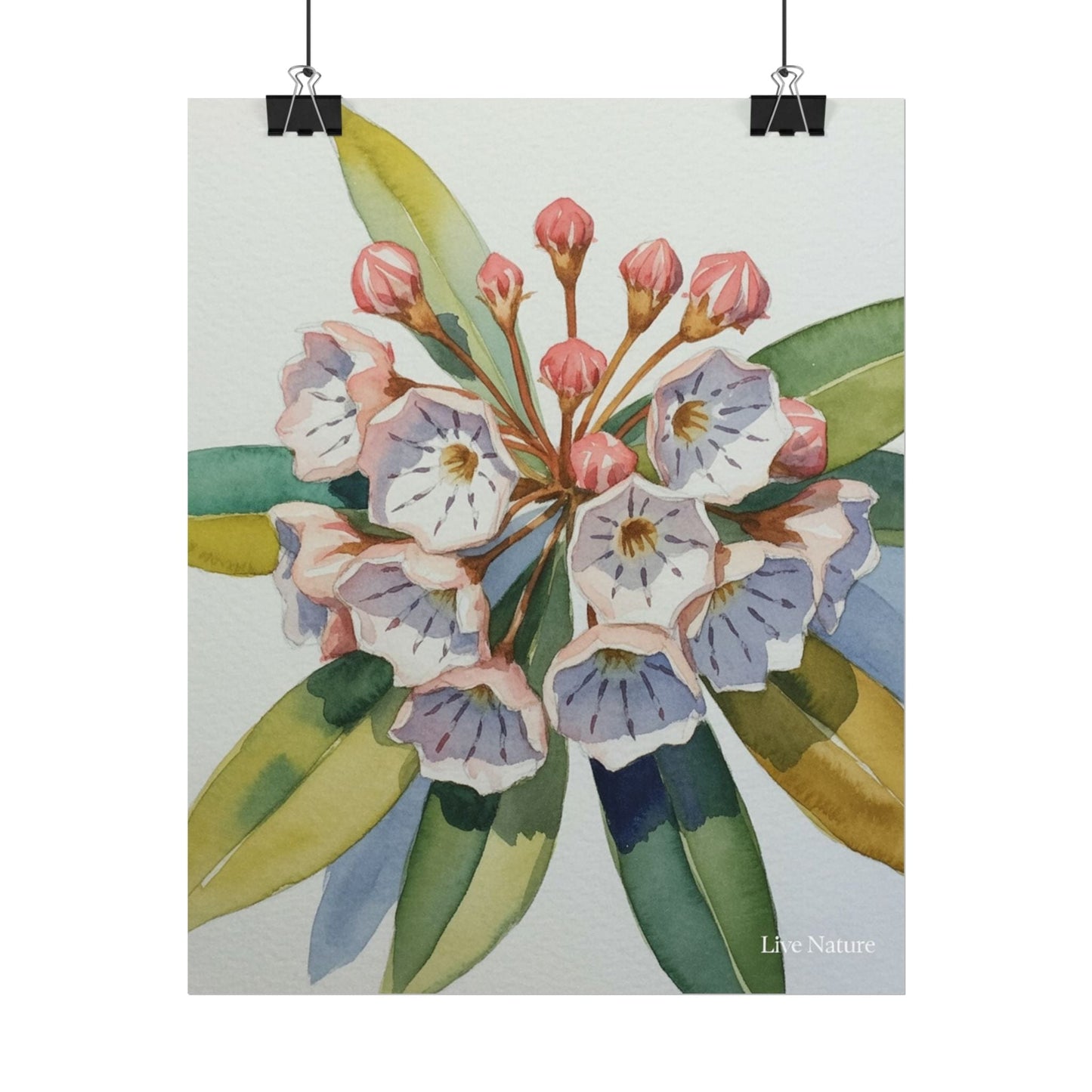 Mountain Laurel Watercolor Art Print Botanical Design