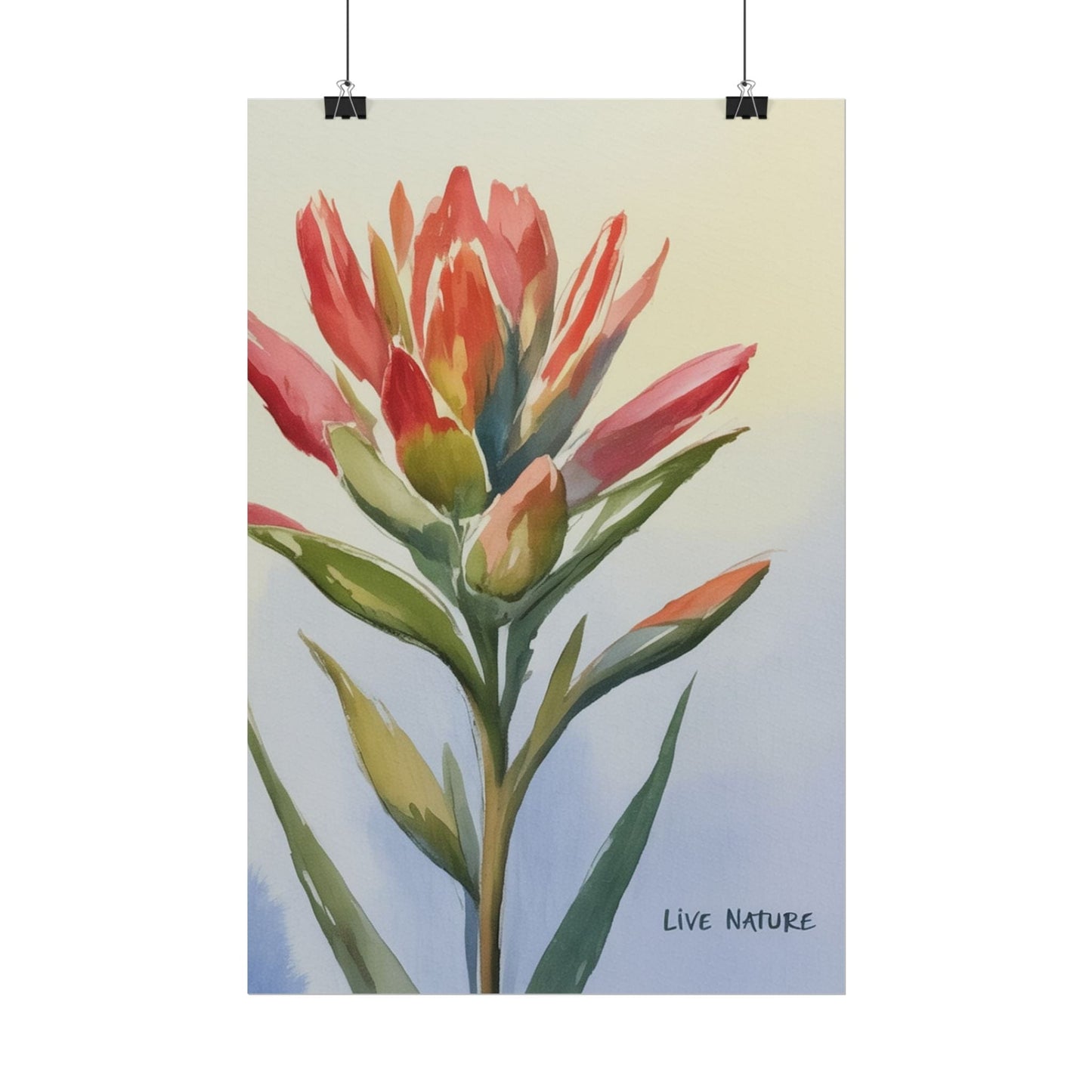 Indian Paintbrush Watercolor Art Print 'Live Nature