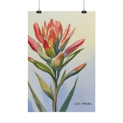 Indian Paintbrush Watercolor Art Print 'Live Nature