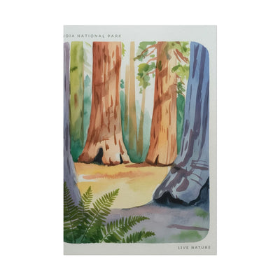 Sequoia National Park Watercolor Print Poster