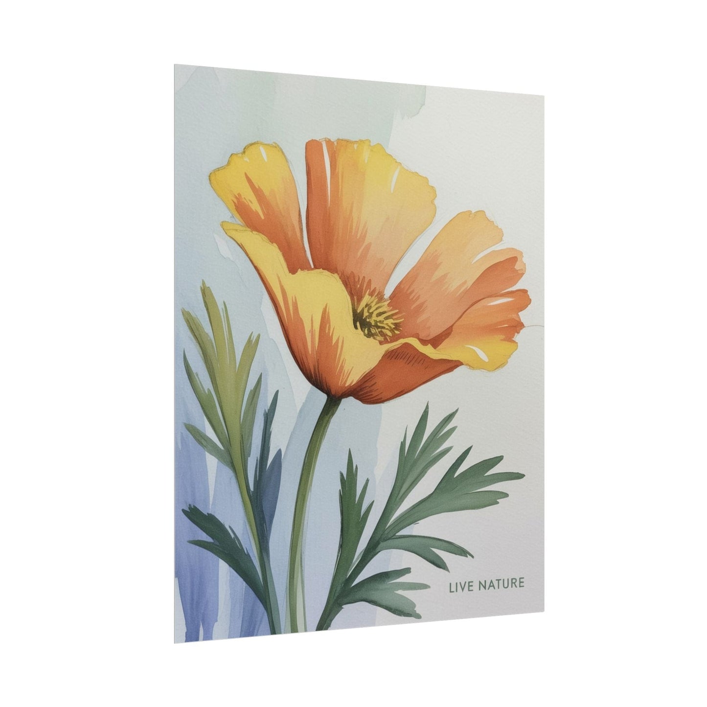 California Poppy Watercolor Art Print 'Live Nature
