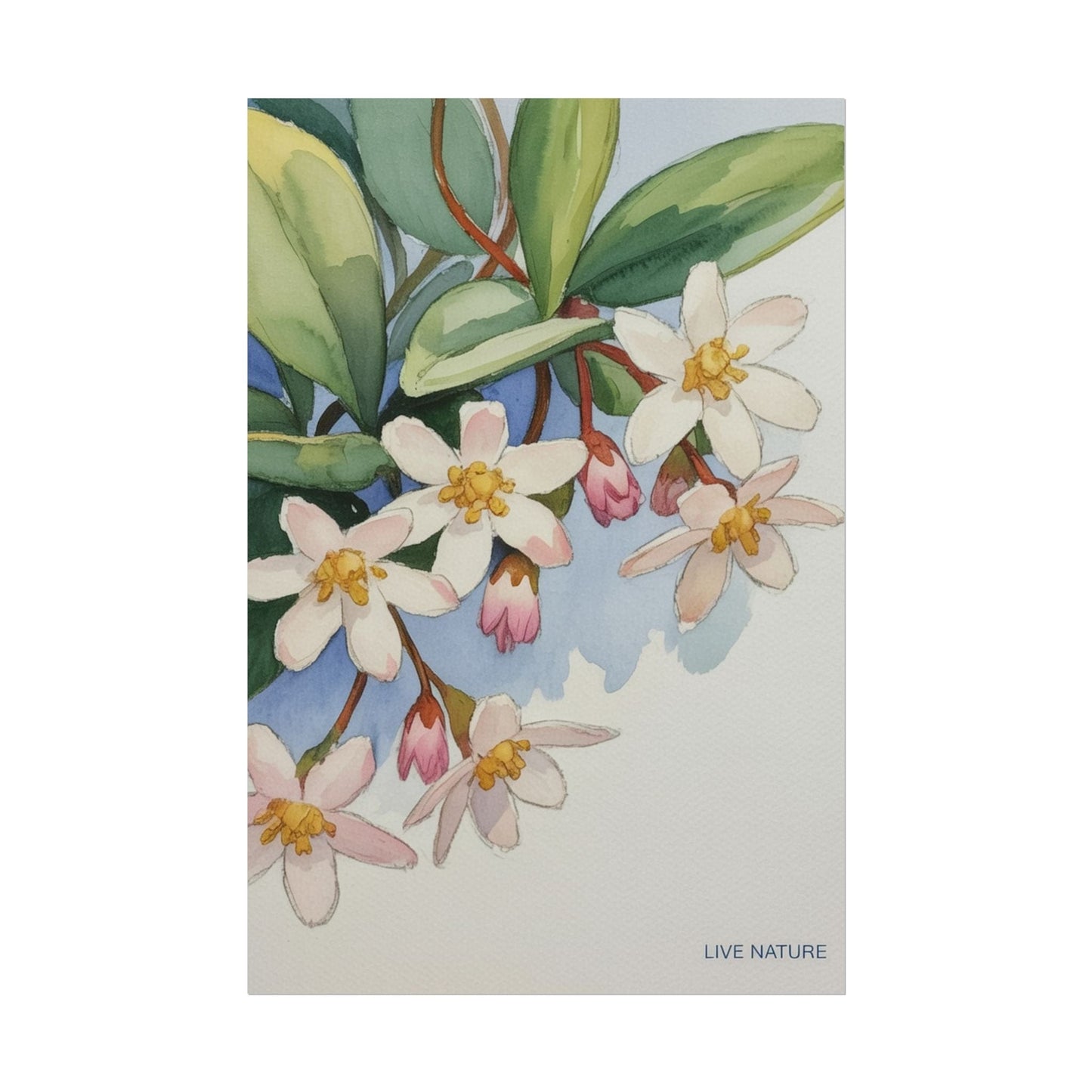 Mayflower Botanical Watercolor Art Print 'Live Nature