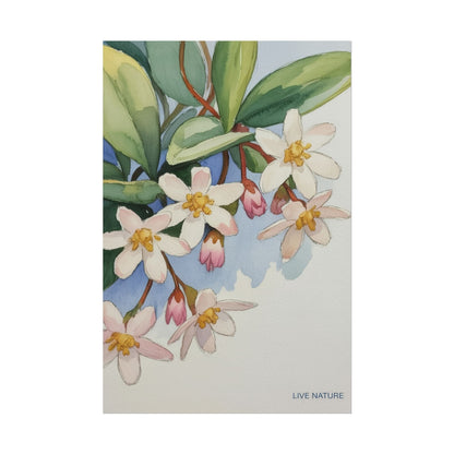 Mayflower Botanical Watercolor Art Print 'Live Nature