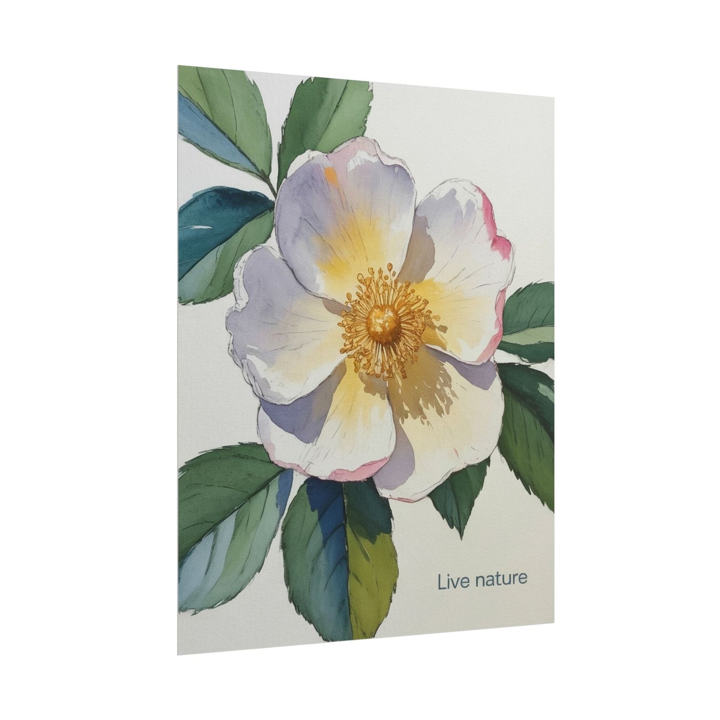 Cherokee Rose Watercolor Art Print 'Live Nature