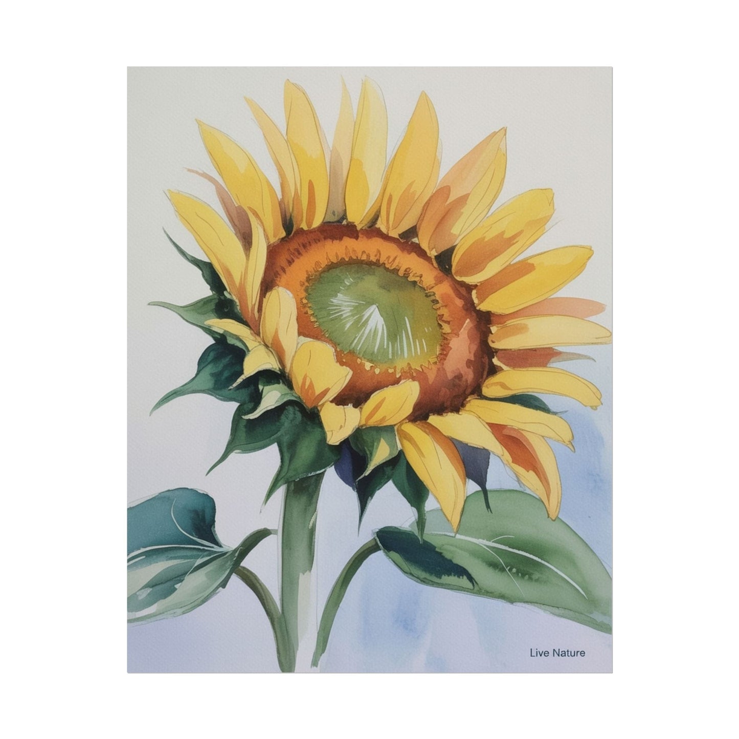 Kansas Sunflower Watercolor Art Print 'Live Nature