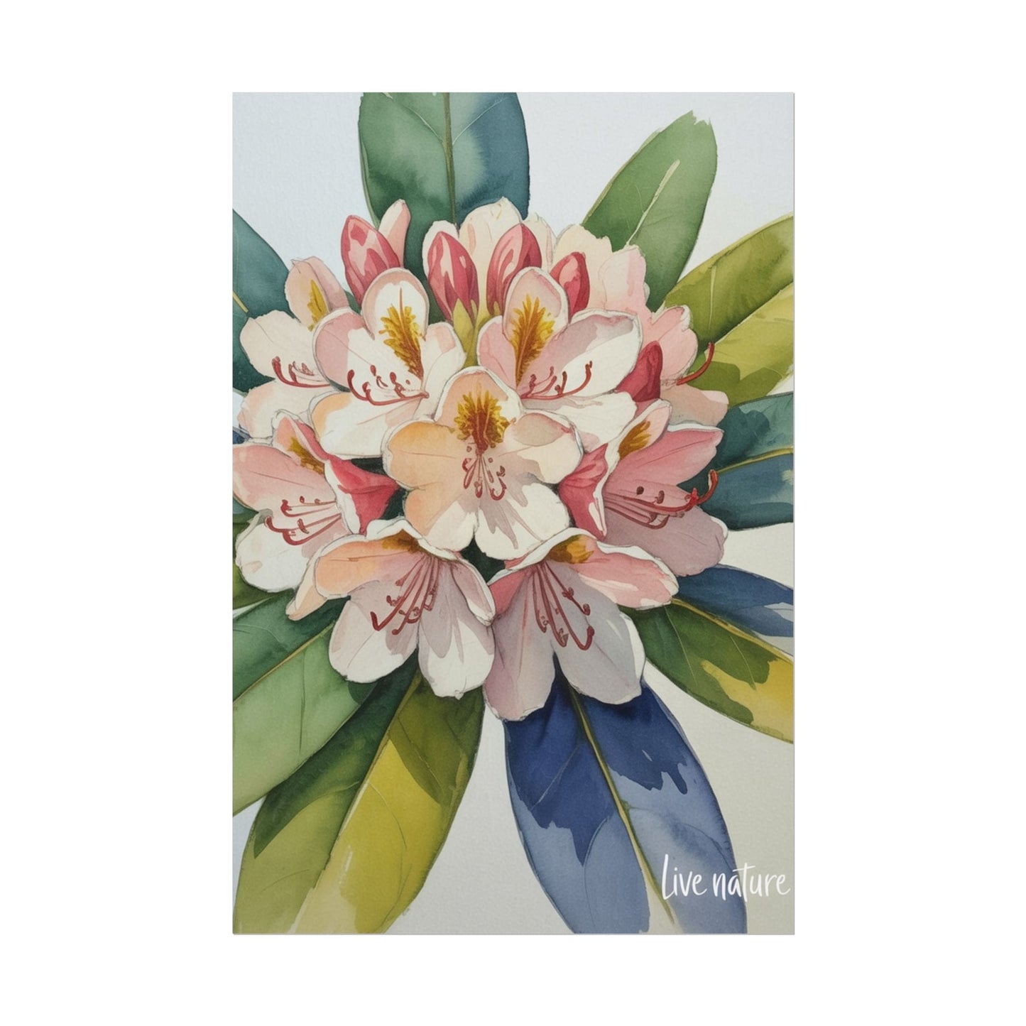Rhododendron Blossom Watercolor Print 'Live Nature
