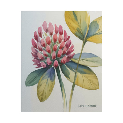Red Clover Botanical Art Print 'Live Nature' Design