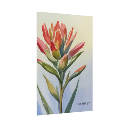 Indian Paintbrush Watercolor Art Print 'Live Nature