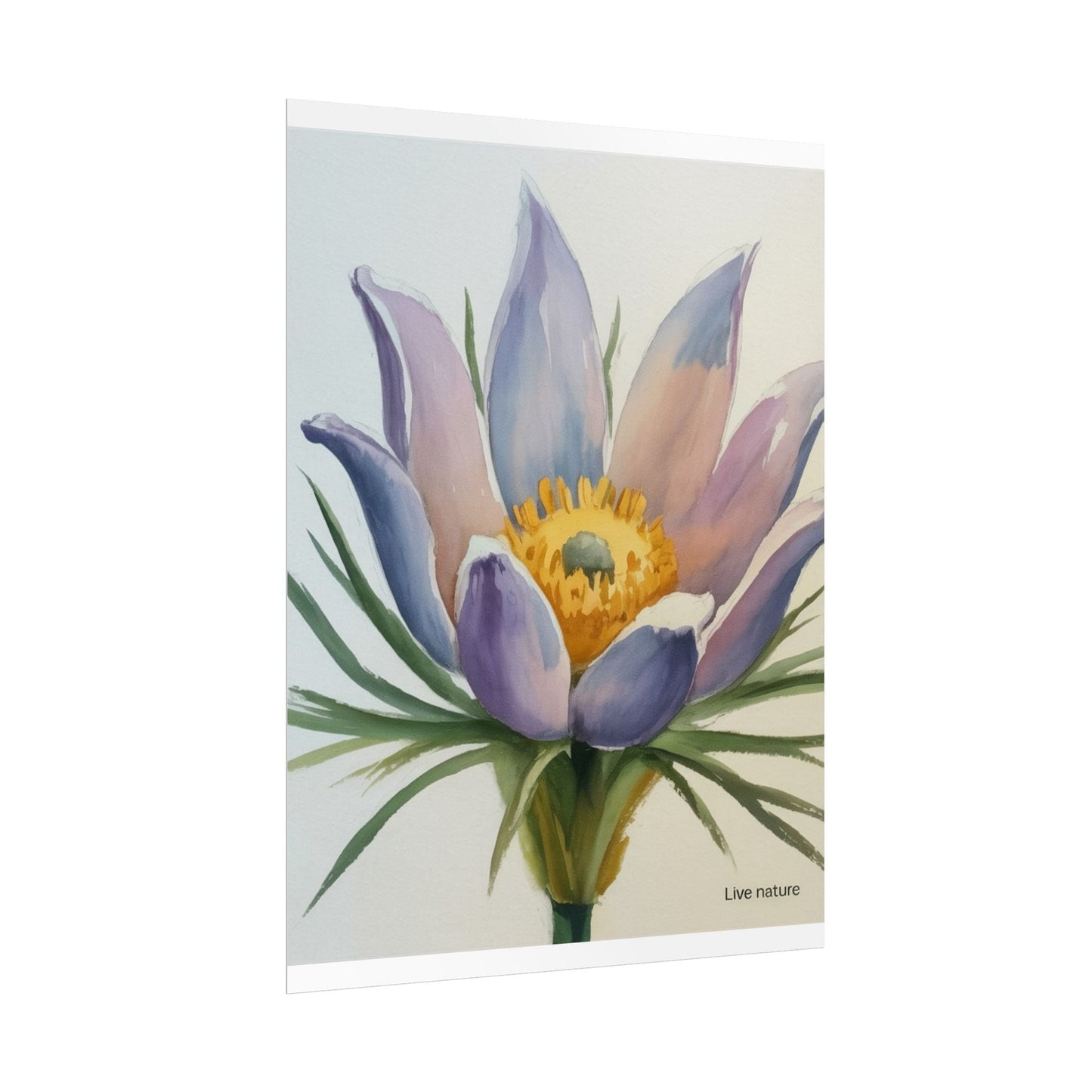 Pasque Flower Watercolor Art Print 'Live Nature