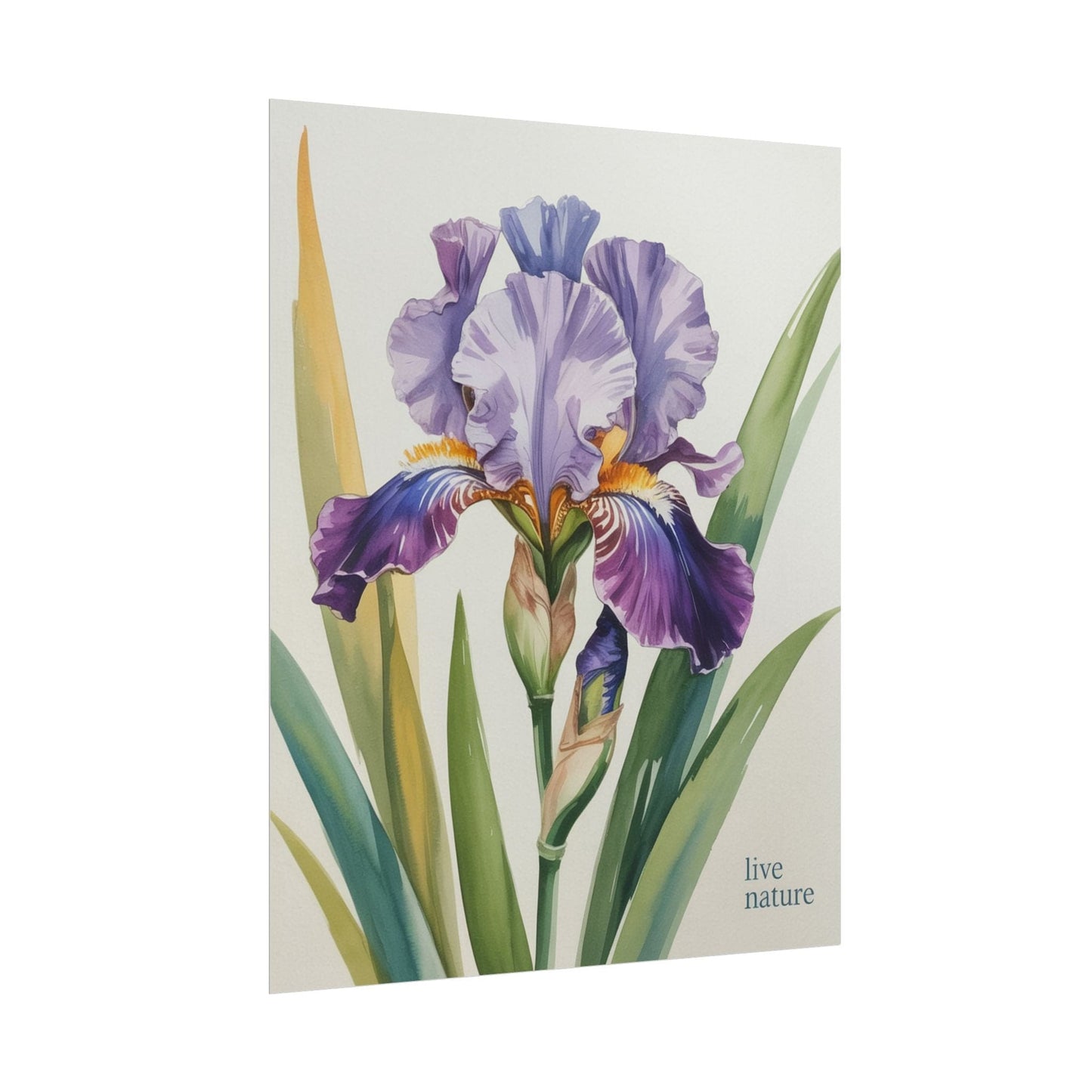 Iris Flower Watercolor Art Print with 'Live Nature