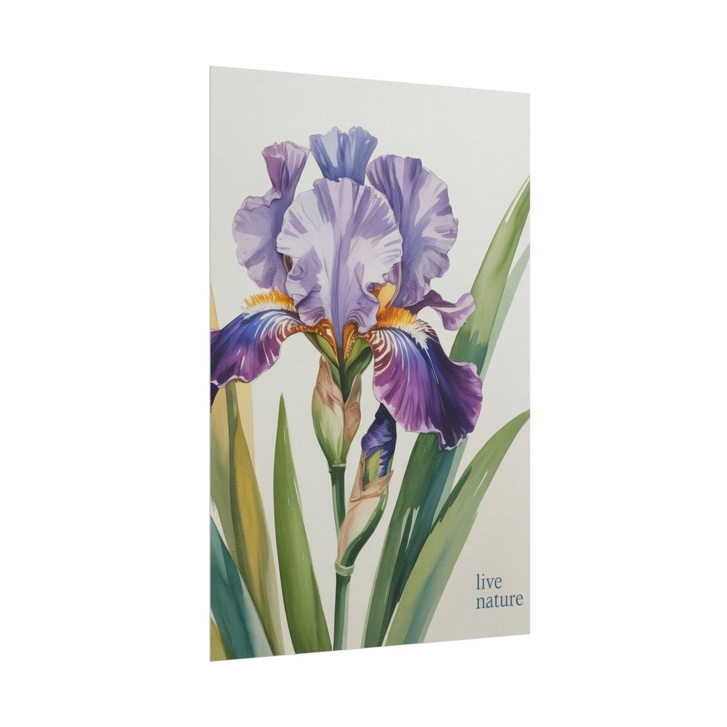 Iris Flower Watercolor Art Print with 'Live Nature