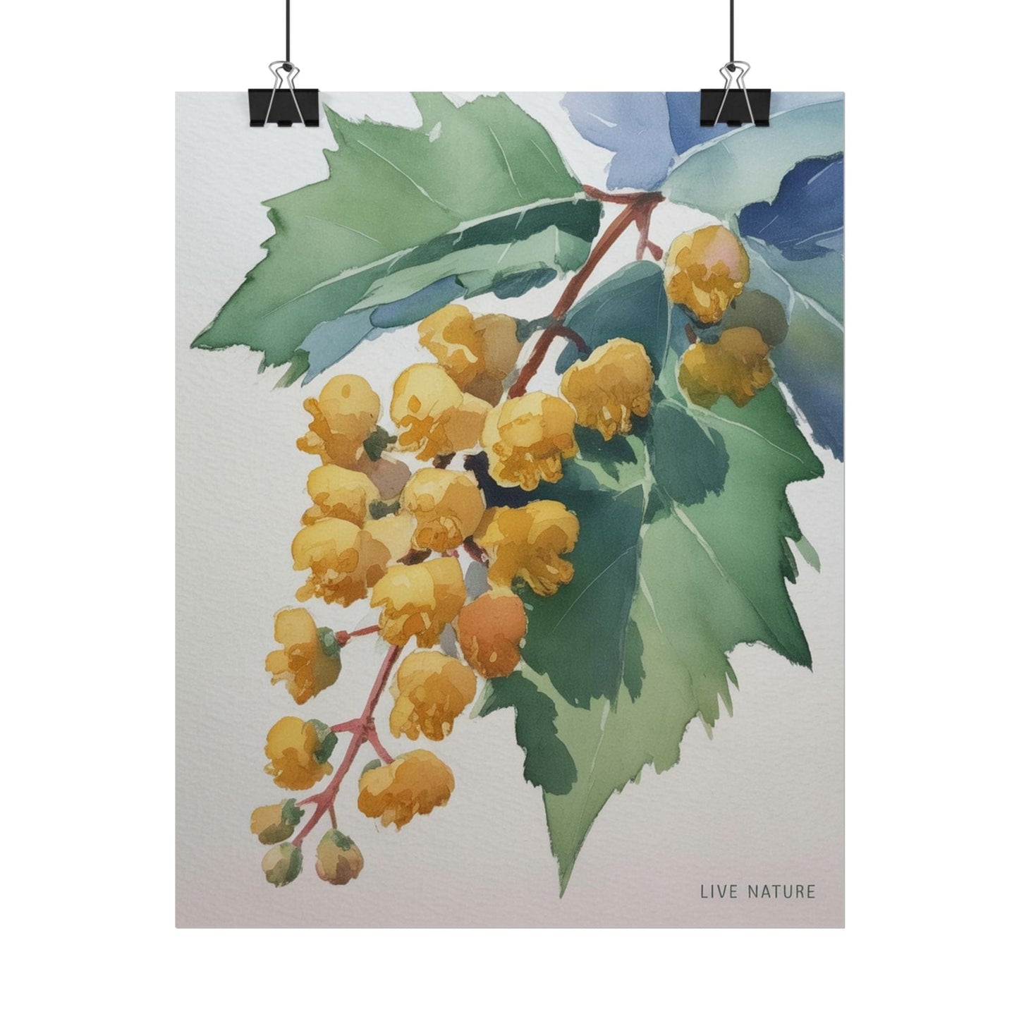 Oregon Grape State Flower Watercolor Art Print
