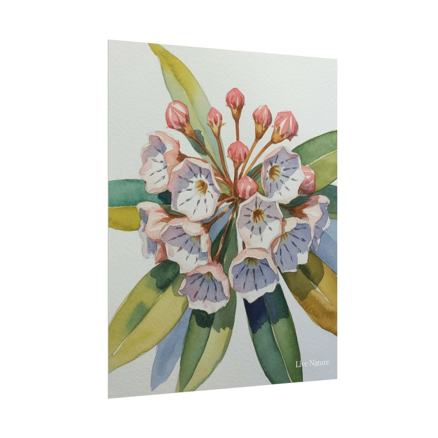 Mountain Laurel Watercolor Art Print Botanical Design