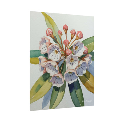 Mountain Laurel Watercolor Art Print Botanical Design